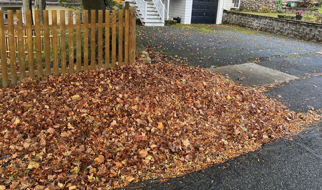 Leaves on the ground