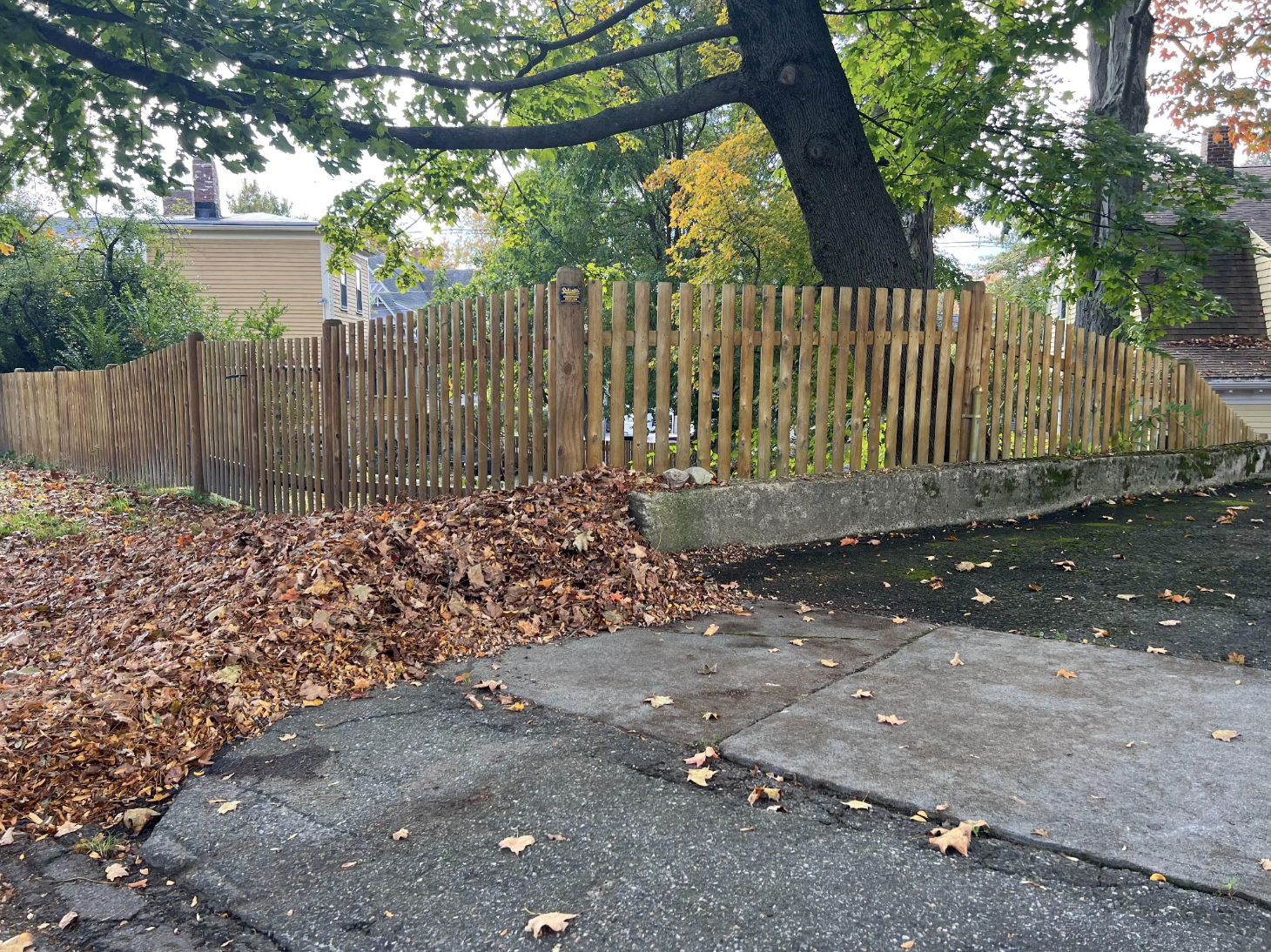 Leaves all over the ground