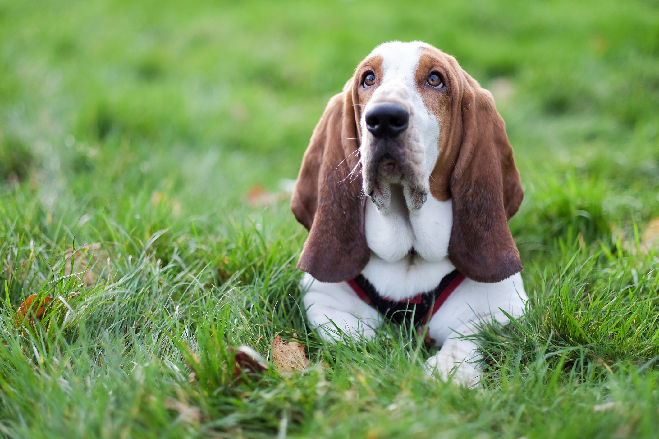 a basset hound in the grass