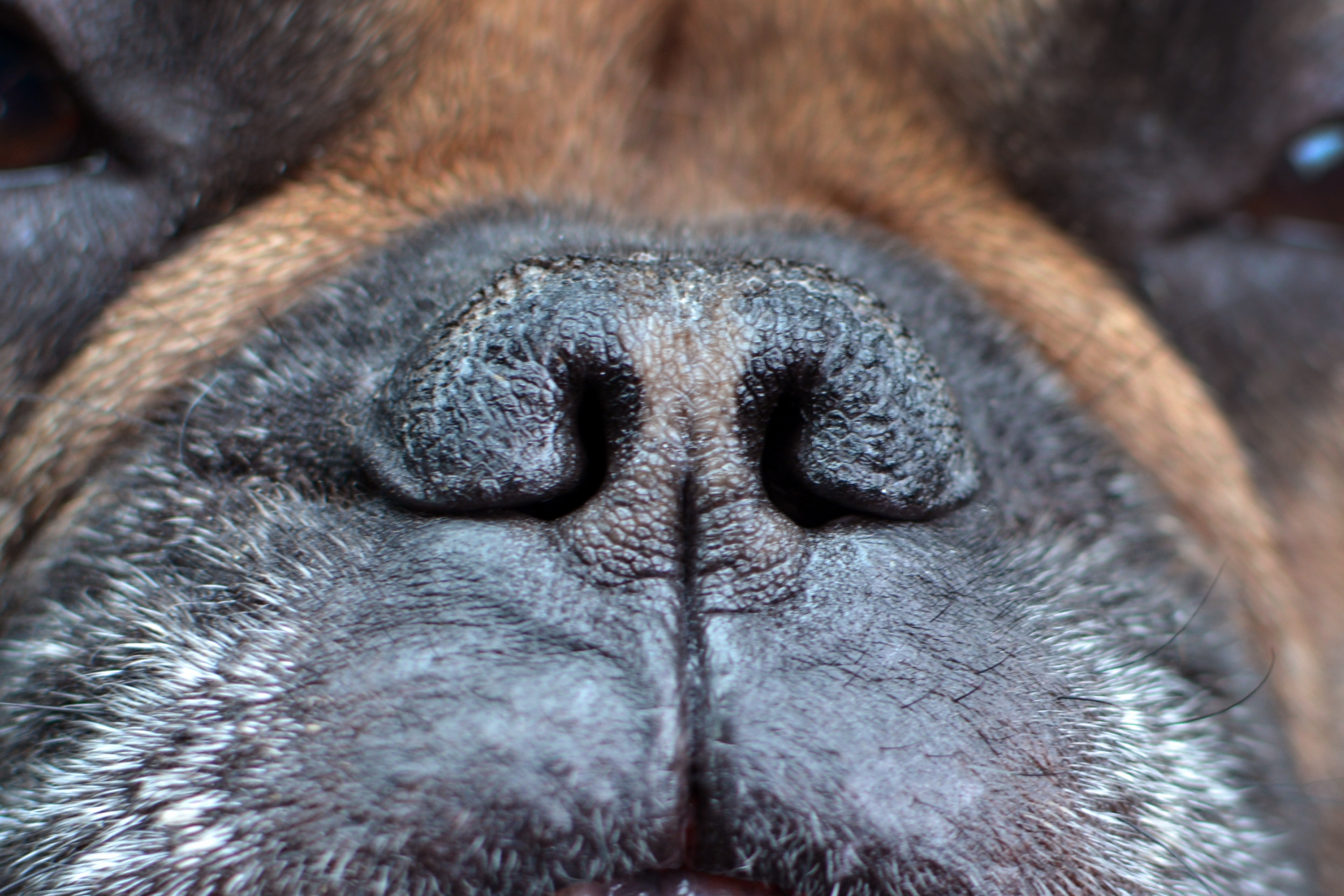 closeup of a dog&#x27;s nose