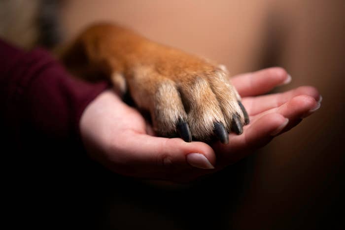 dog paw holding hands with human