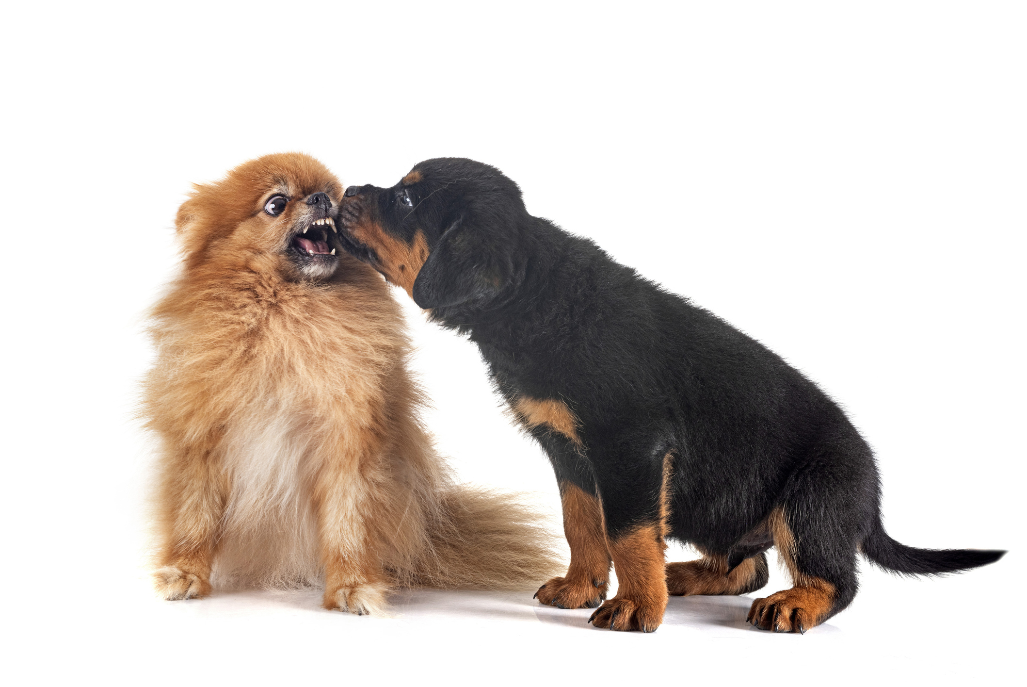 A Pomeranian biting a puppy