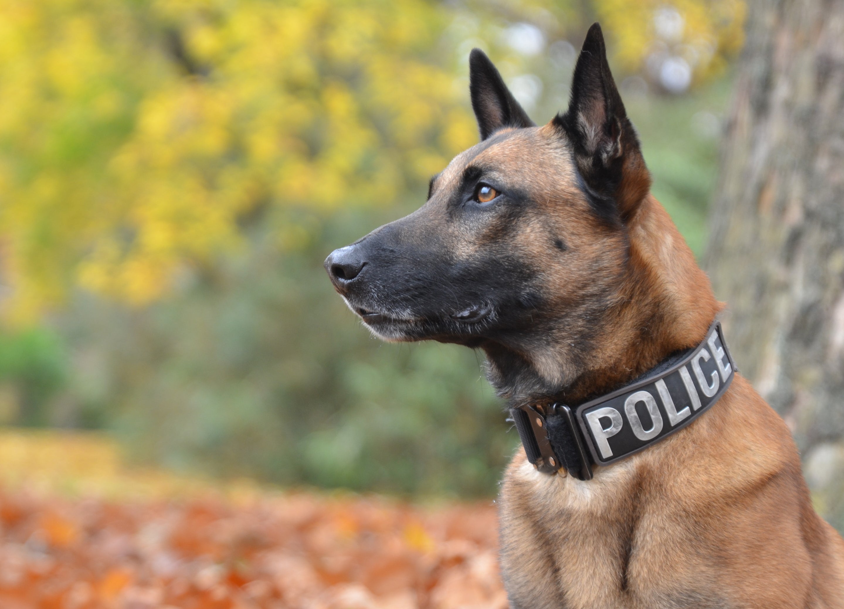 A police dog