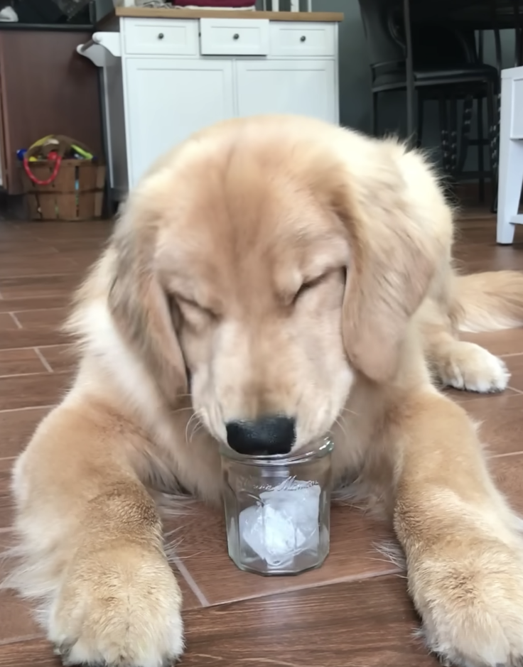 A dog is licking ice