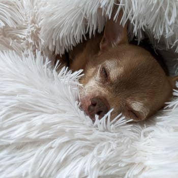 dog sleeping in the blanket