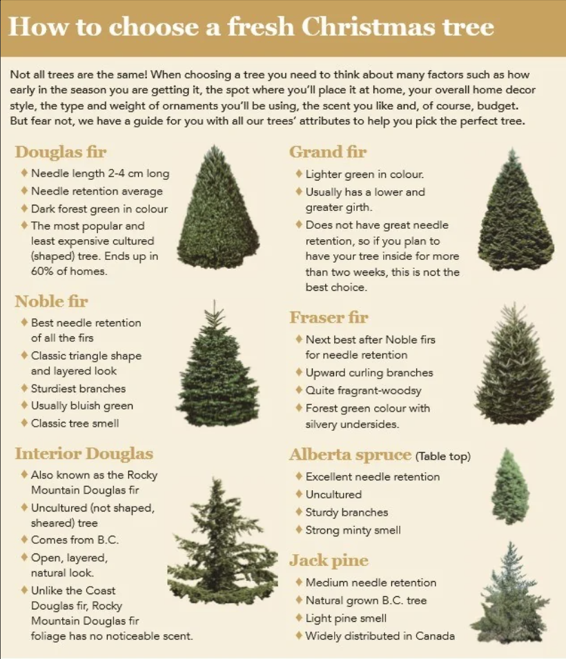 different trees labeled, where they come from, if they have an odor, and what the needle retention is