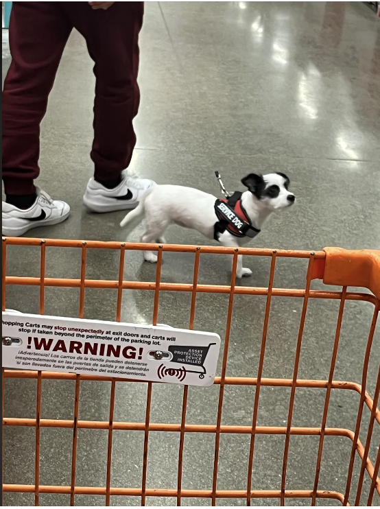 little dog on an extendable leash in a grocery store