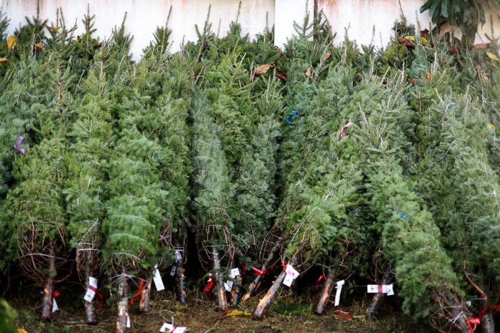 Christmas trees for sale