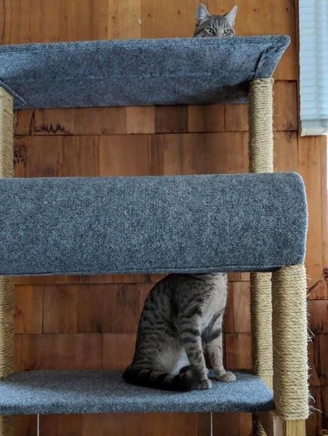 one cat has it's head hidden and the second cat has it's body hidden