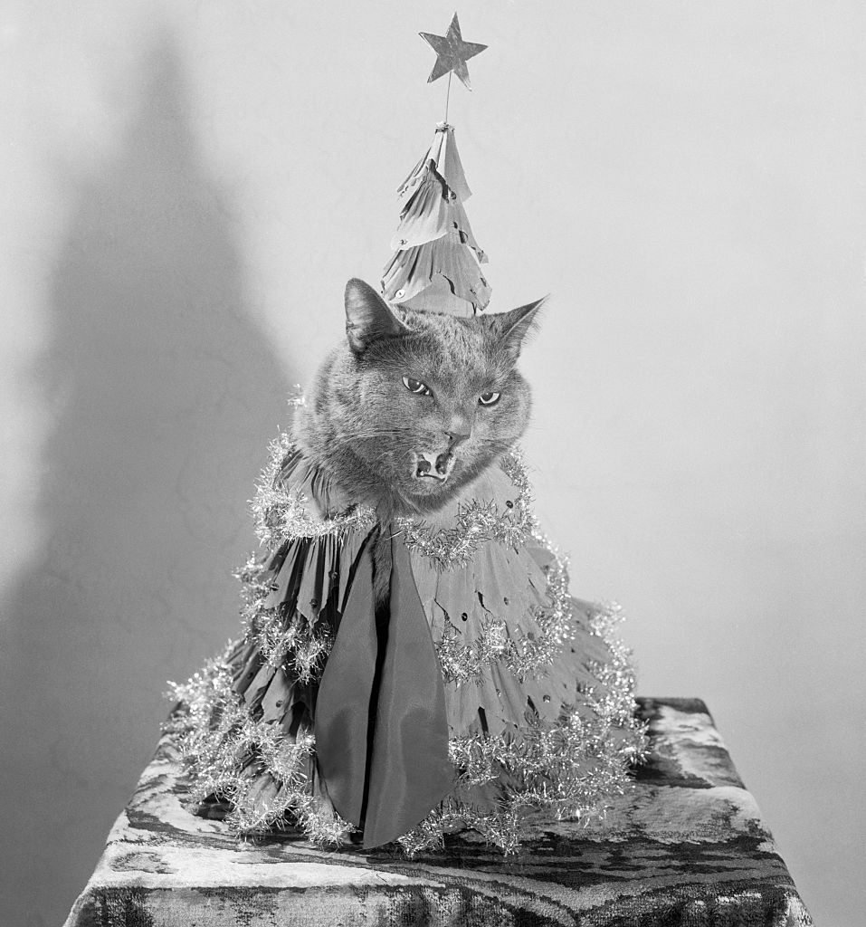 angry cat dressed as a chrstmas tree