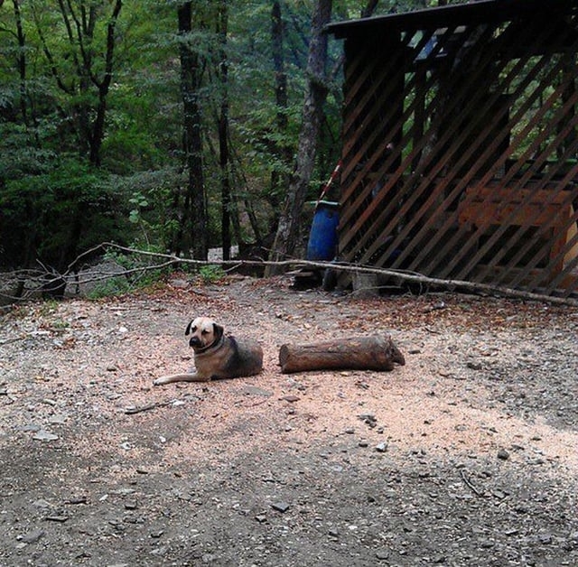 dog and a log on the ground so it looks like the dog's body was cut off