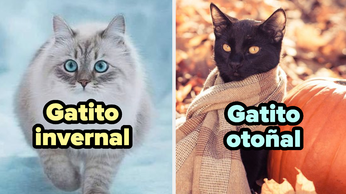 ❥ɴɪsʜɪɴᴏʏᴀ en 2023  Gatos bonitos, Cuestionario para amigos, Gatos