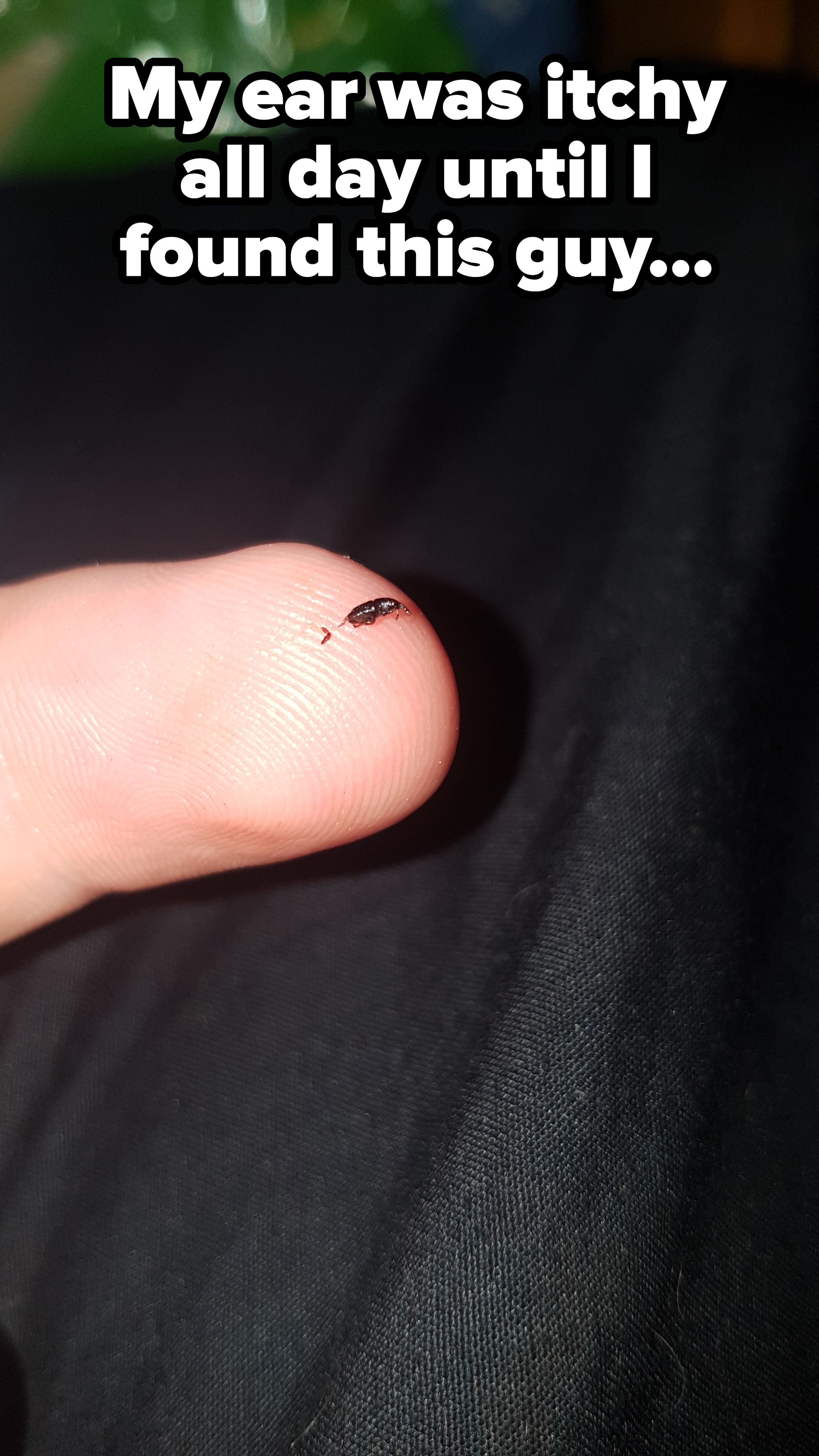 a tiny bug on the tip of someone&#x27;s finger