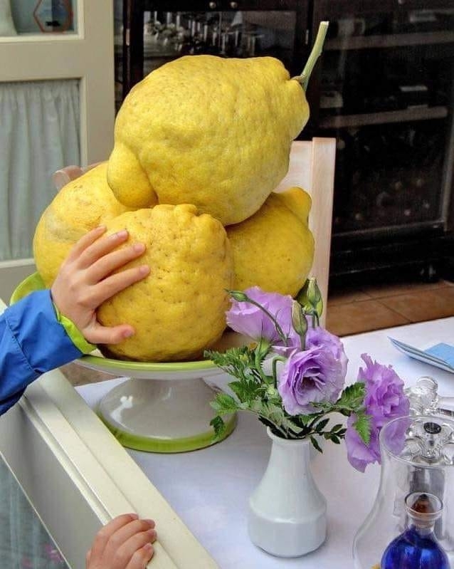 a giant lemon
