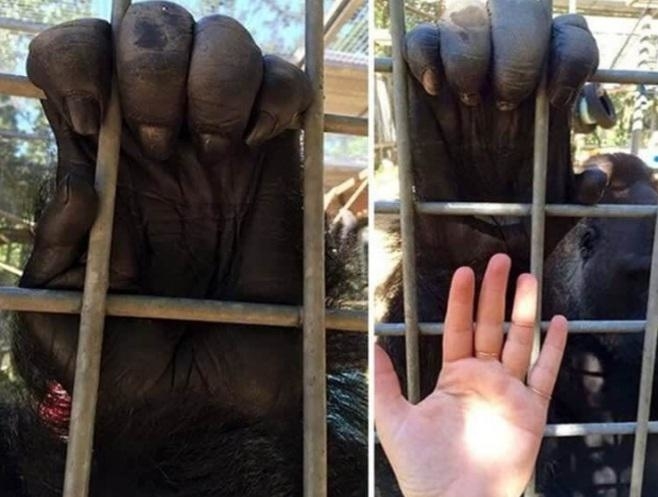 a person&#x27;s hand next to gorilla hands