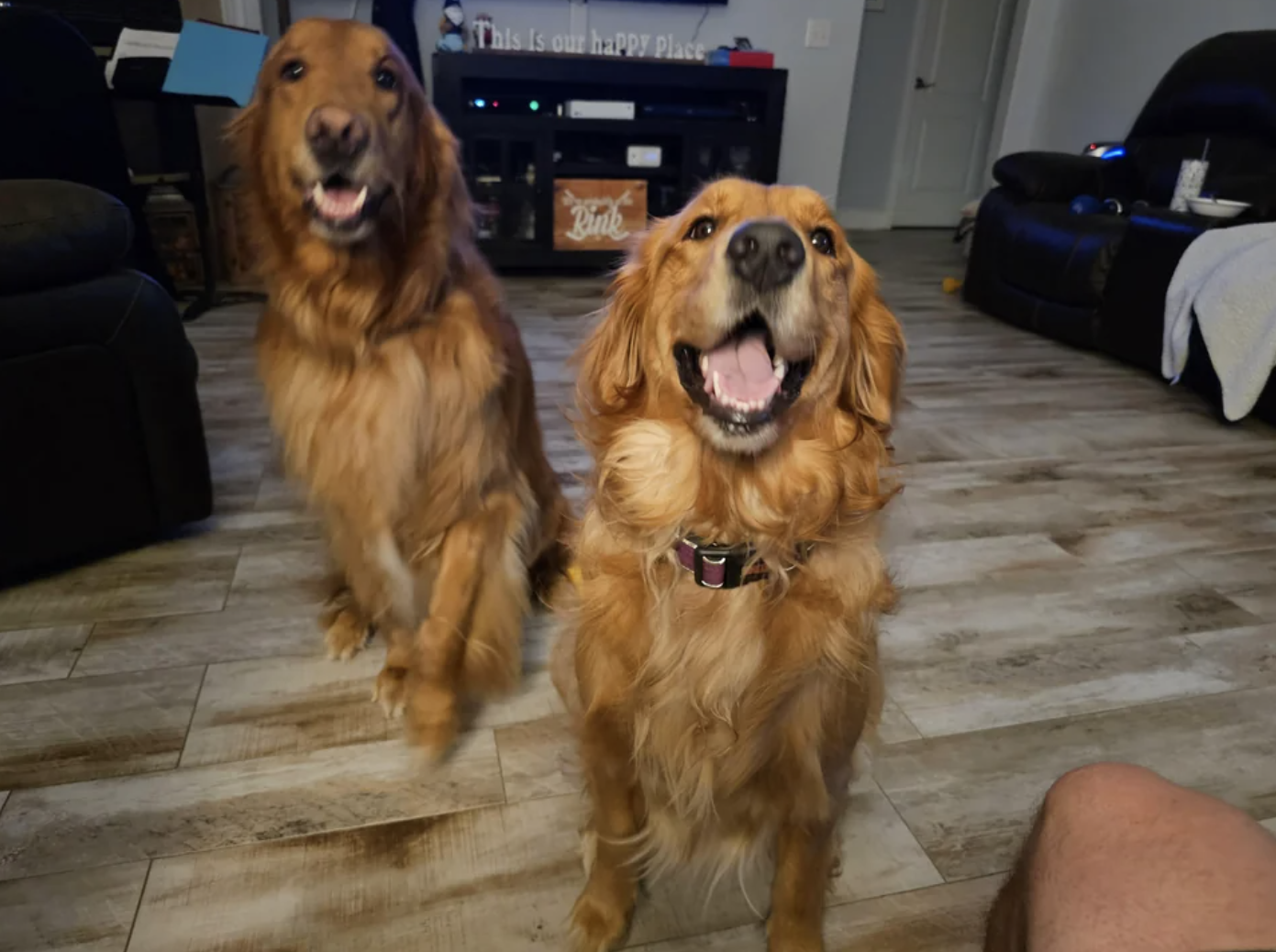 Two golden retrievers are being good boys