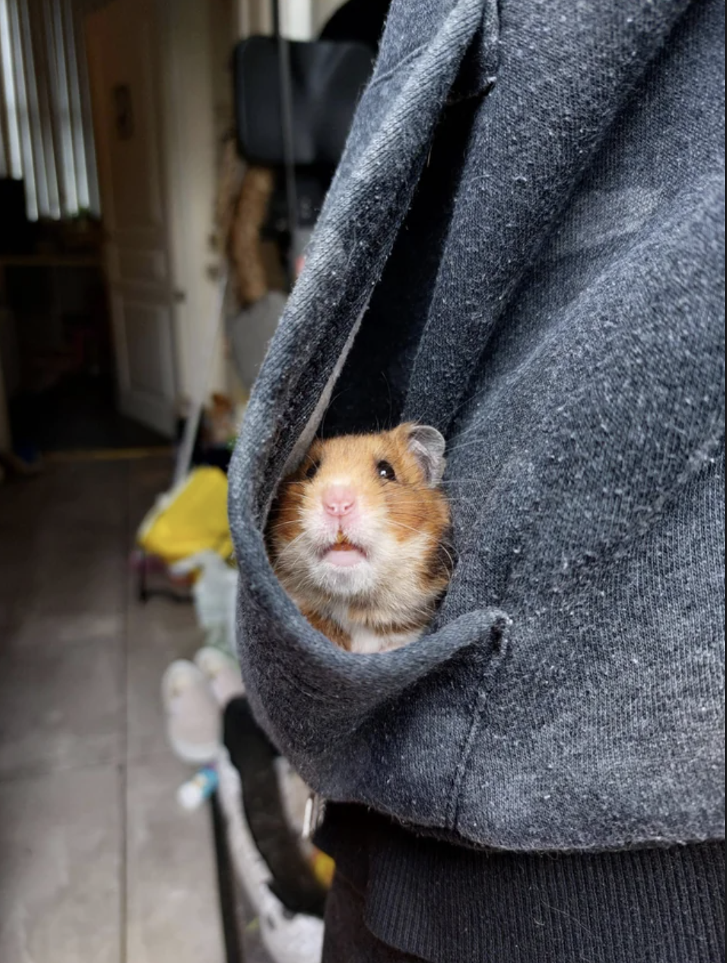 A hamster is in a hoodie pocket