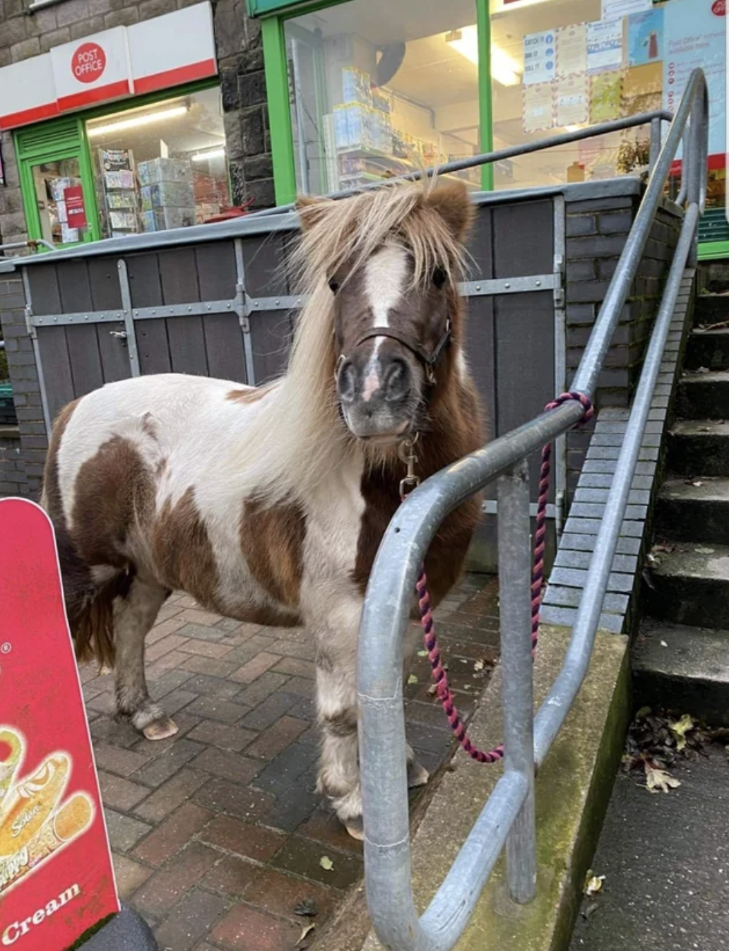 A pony is tied up outside of a postal office