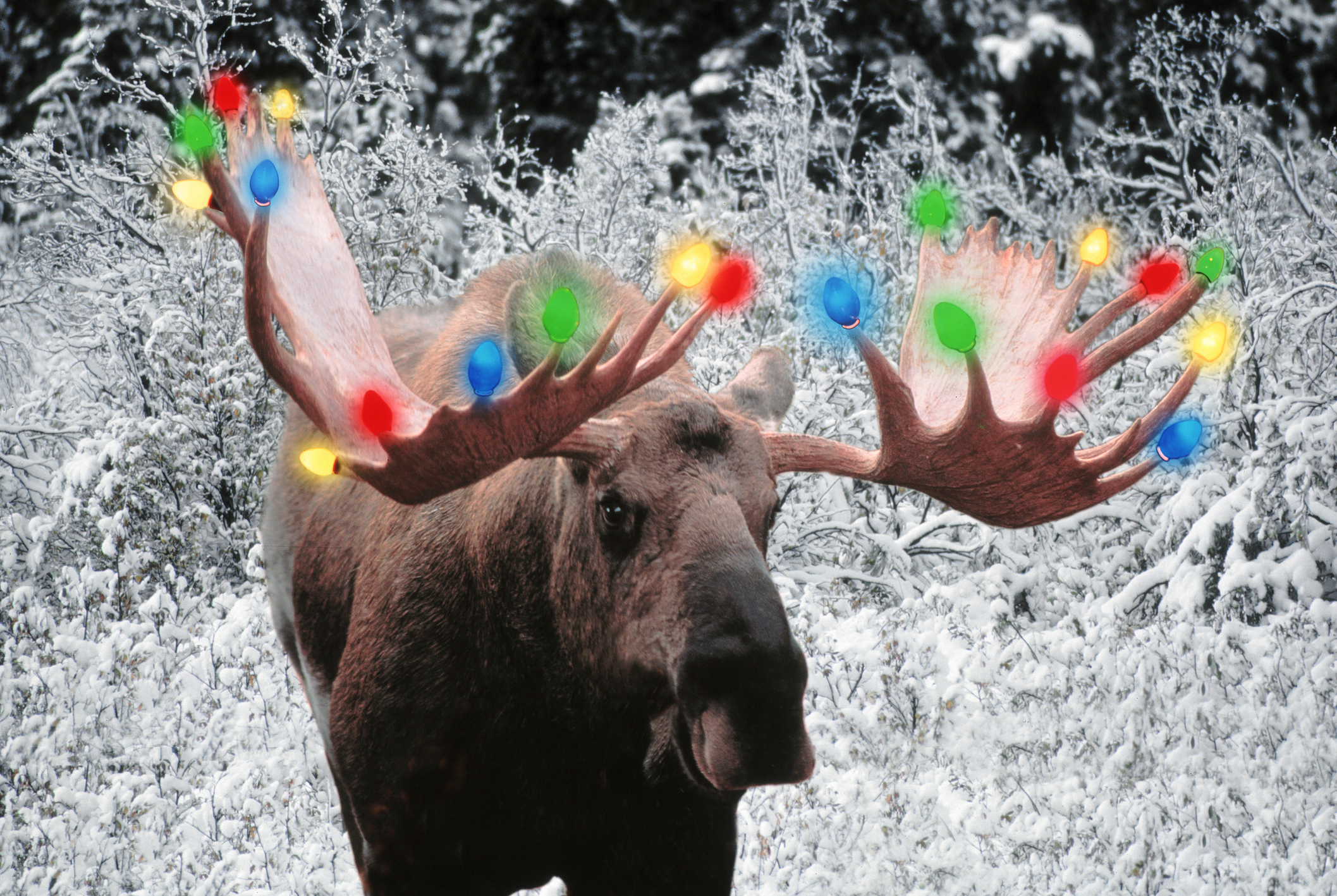 A moose with Christmas lights on its antlers