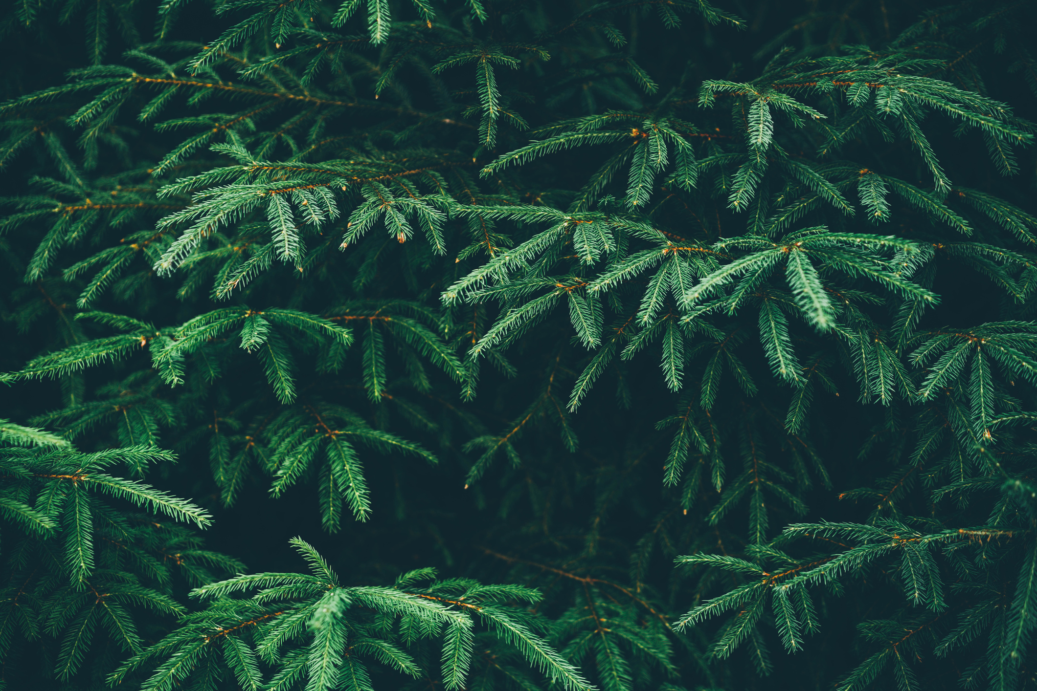 Closeup of a pine tree