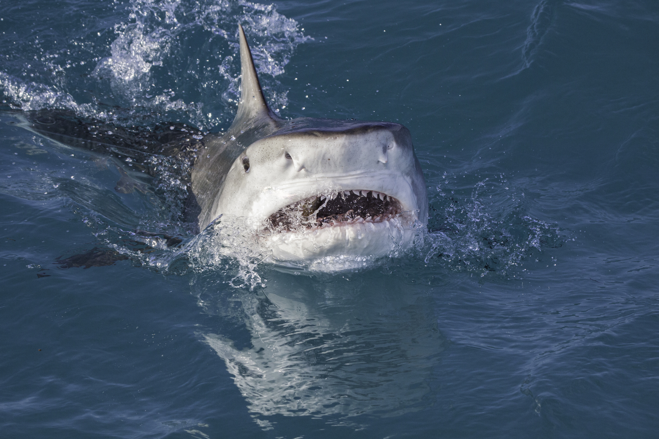 closeup of a shark