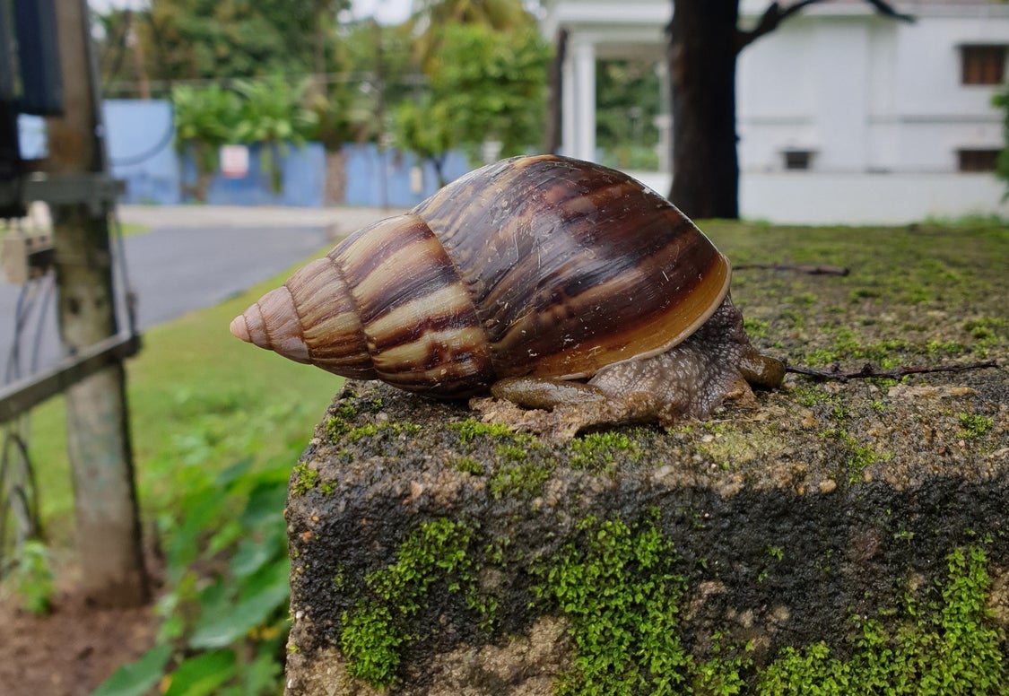 An African land snail