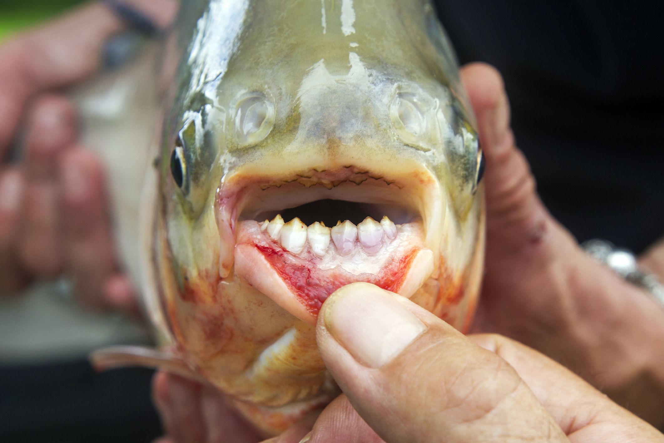 closeup of a pacu fish