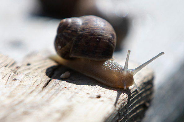 closeup of a snail