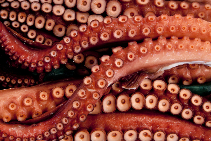 octopus tentacles