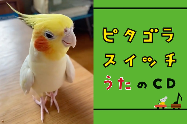 インコが歌う『ピタゴラスイッチ』の曲がいつまで経っても終わら