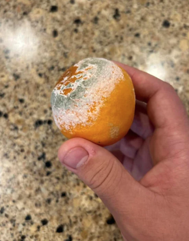 orange completely covered in mold