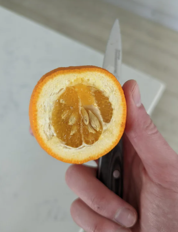 half of an orange is mostly the peel