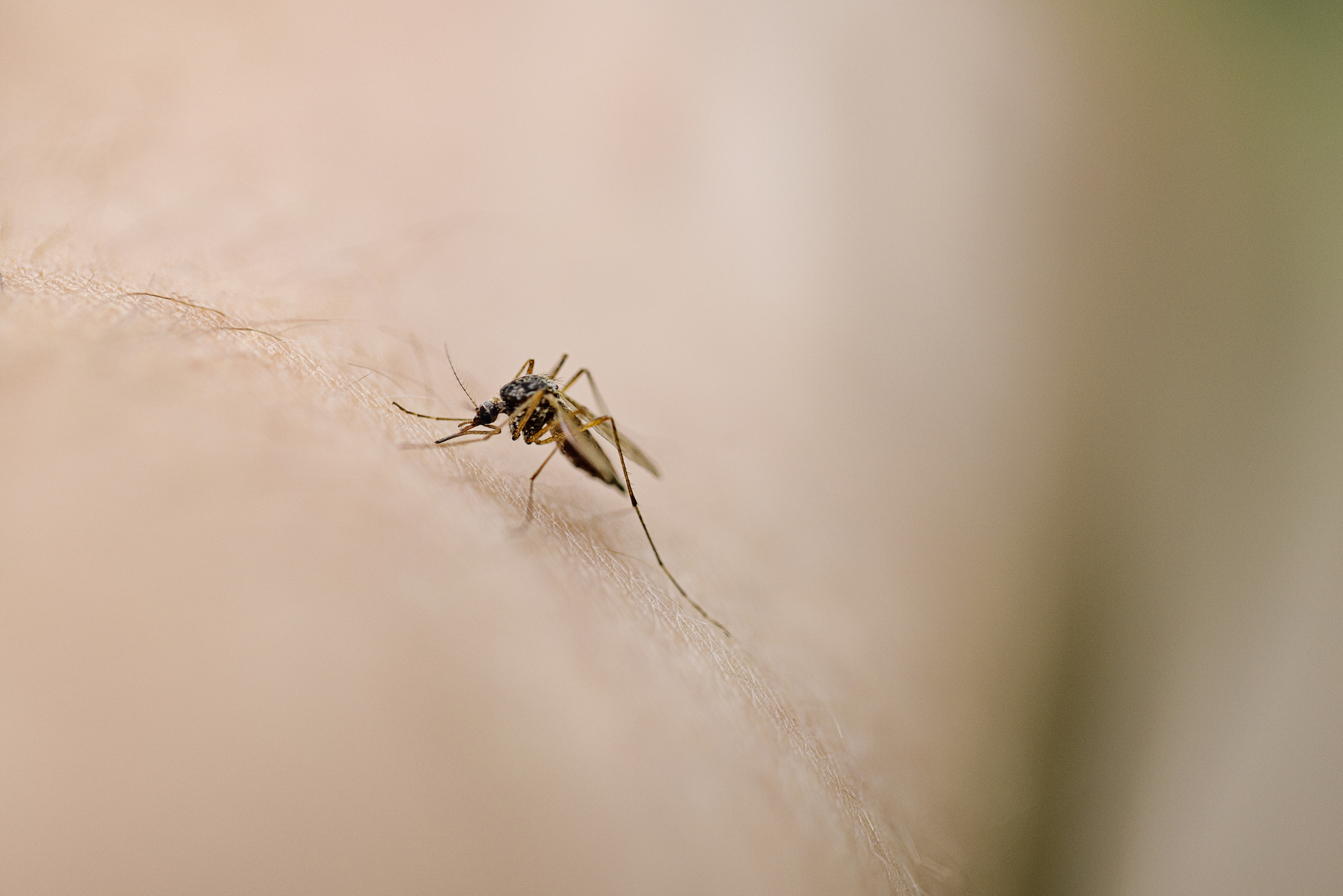 Closeup of a mosquito