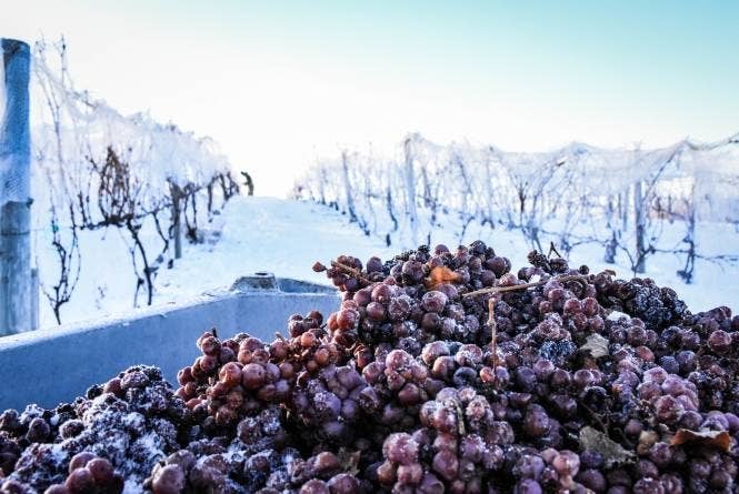 Frozen grapes on a vineyard