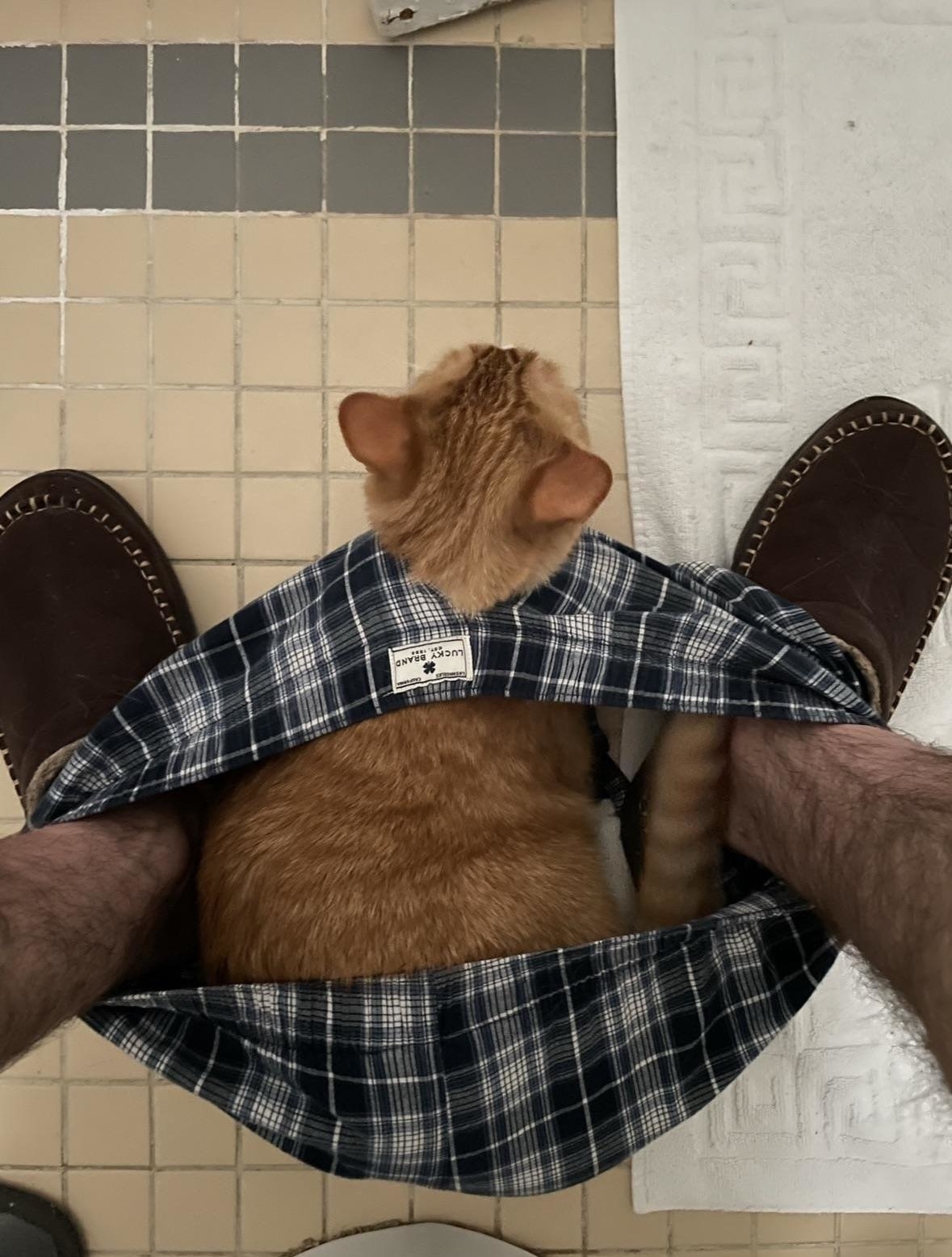 a cat in a man&#x27;s boxer shorts