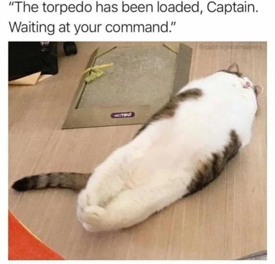 a cat shaped like a torpedo