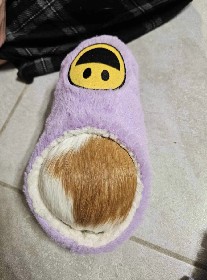 A guinea pig&#x27;s rear visible through the opening of a furry, ankle-top slipper