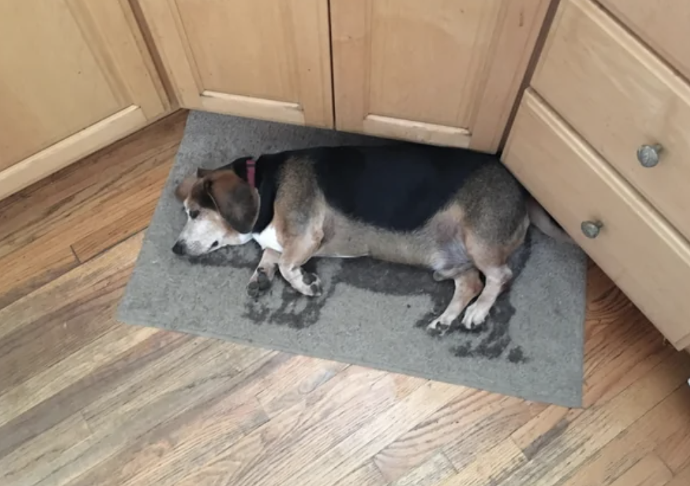 A dog lying on a mat in the same position, and the same size, as the pig on the mat