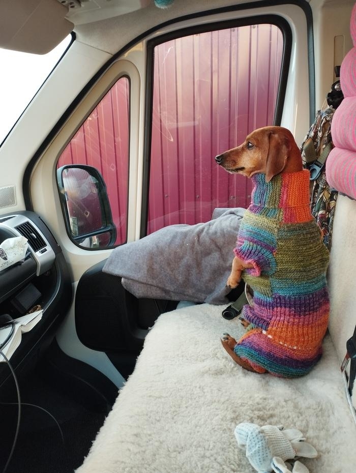 A dog wearing a colourful sweater