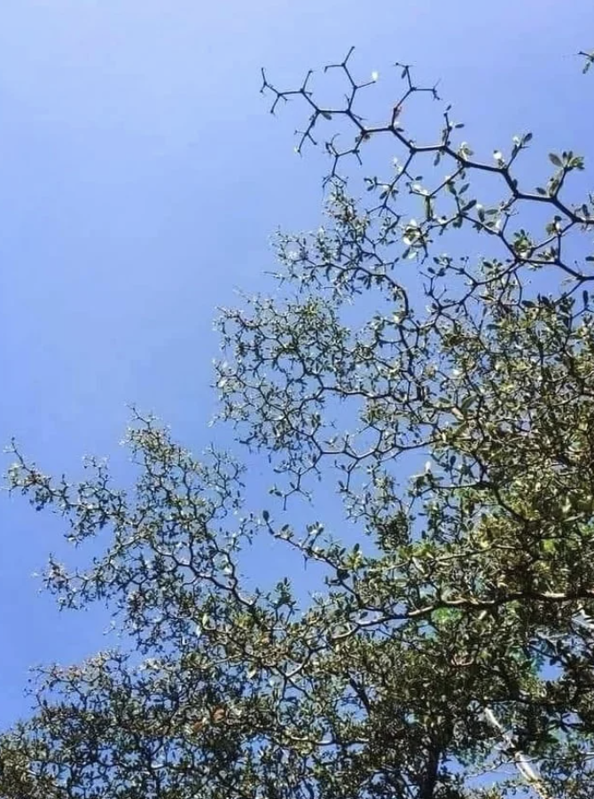 A tree with branches in the shape of pentagon molecular/organic chemistry formulas