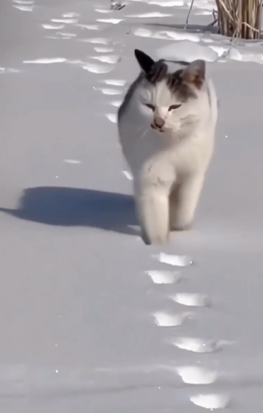 A cat walking in snow using paw prints that are already there