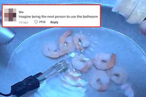 a close up of shrimp in a sink full of water and a tweet about being the next person to use the bathroom