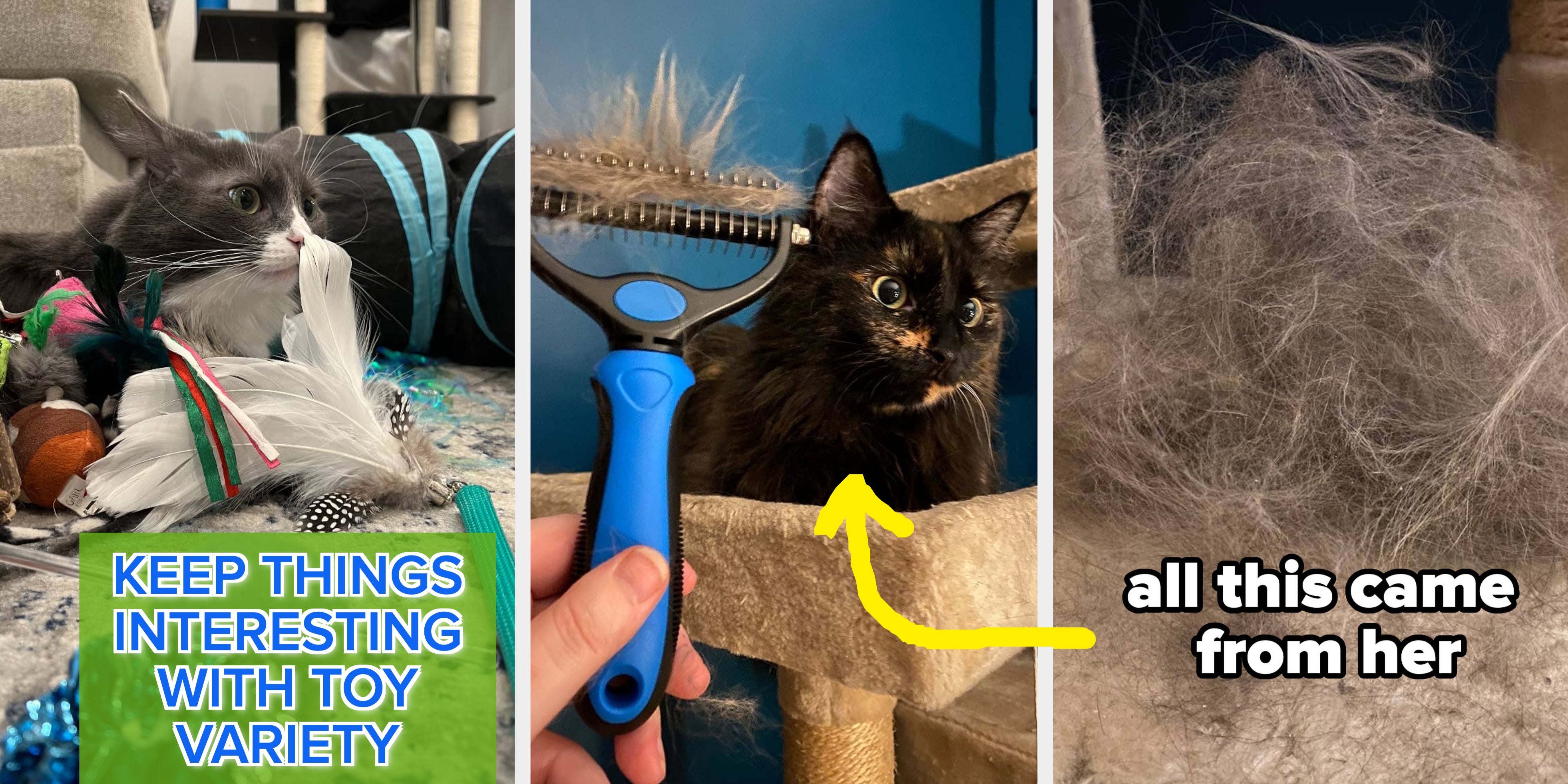 19 Tips To Help Make Your Cat's Life *Even Better* In 2024 - Vimarsana News