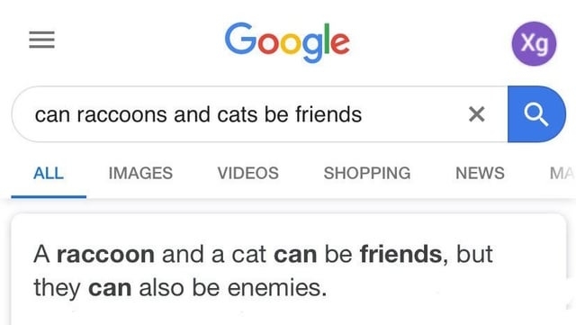 &quot;A raccoon and a cat can be friends, but they can also be enemies.&quot;