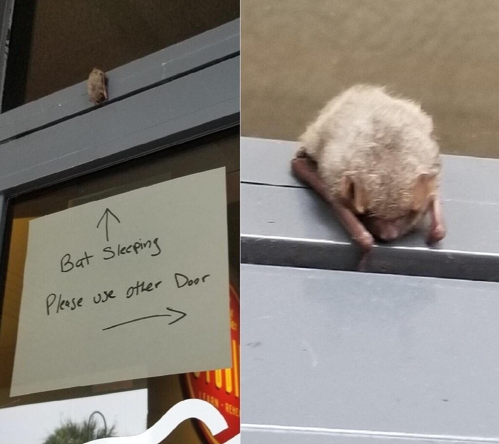 A bat sleeping on top of the frame of a doorway, with handwritten sign reading, &quot;Bat sleeping, please use other door&quot;