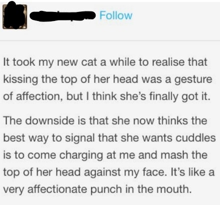 It took this person&#x27;s cat a while to realize that kissing the top of her head was a sign of affection, but now she shows she wants to cuddle by charging at them and mashing the top of her head against their face, like an &quot;affectionate punch in the mouth&quot;