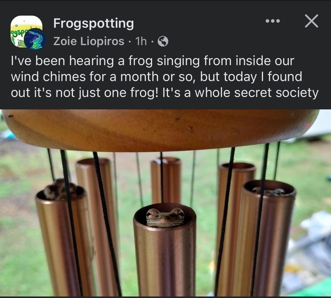 "I've been hearing a frog singing from inside our wind chimes for a month or so, but today I found out it's not just one frog! It's a whole secret society," with an image of wind chimes with frogs sitting inside each one