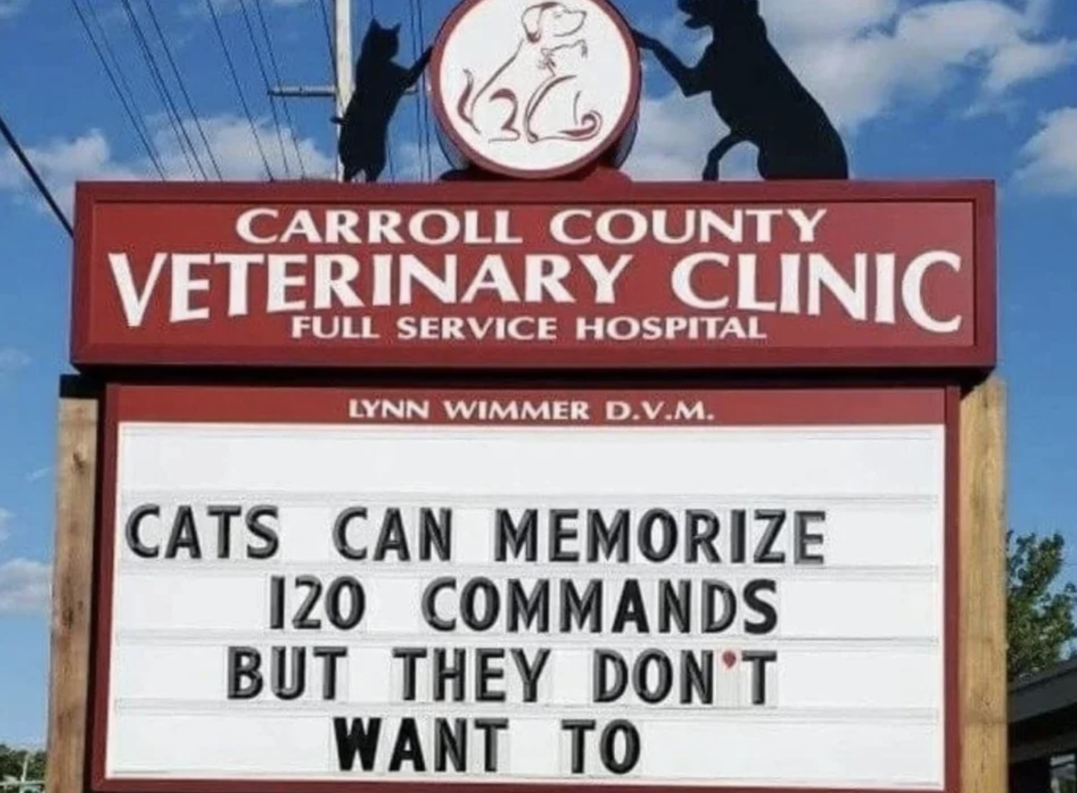 cats can memorize 120 commands but they don&#x27;t want to
