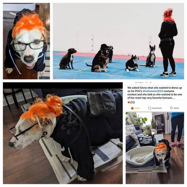 A dog dressed up as their trainer