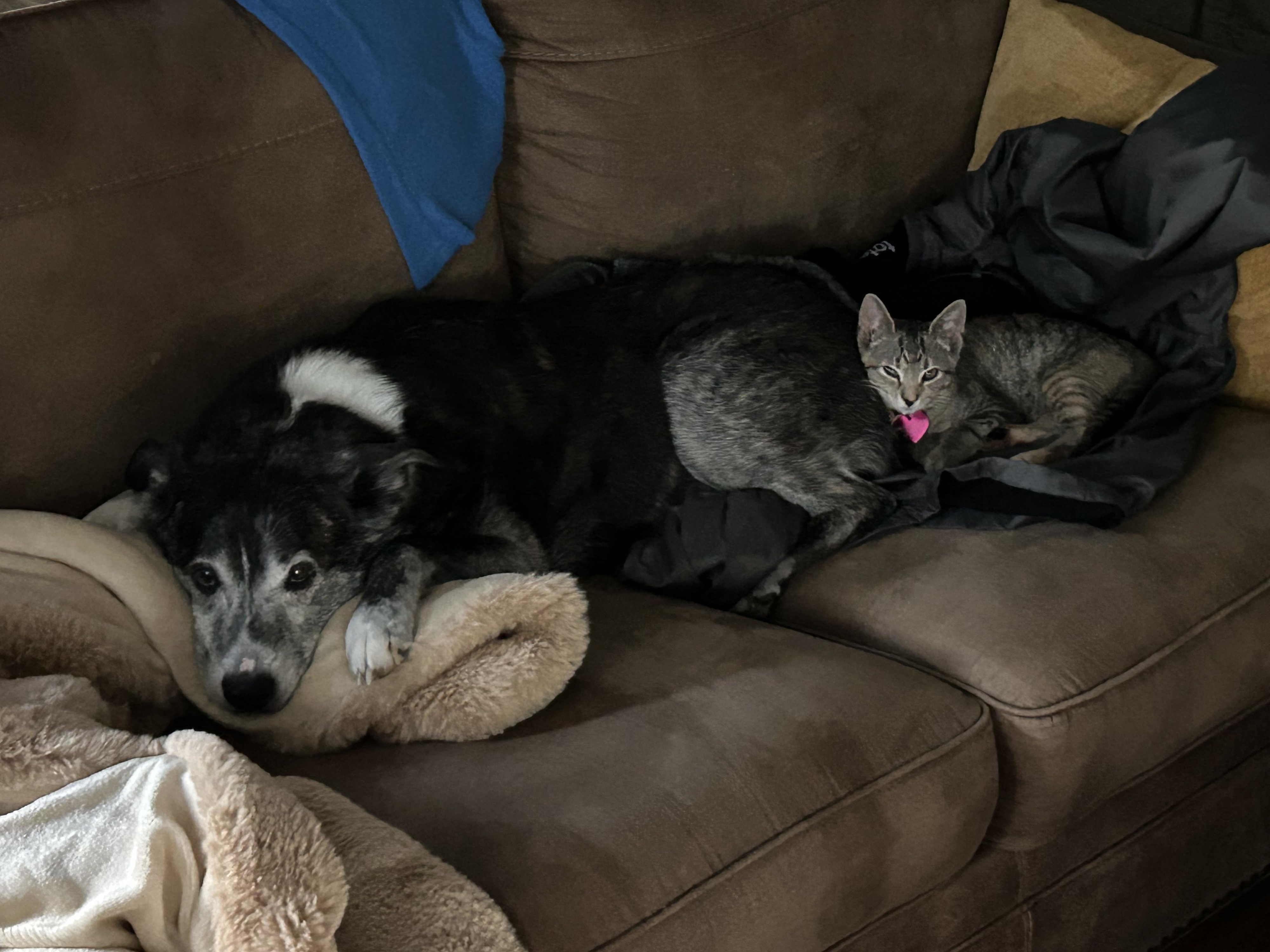 A cat and dog snuggling on a sofa